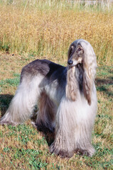 Afghan standing in tall grass field