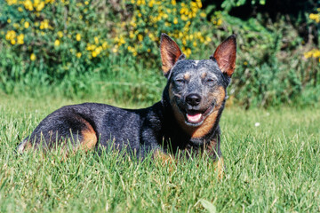 Australian Cattle Dog laying in grassy field in sun smiling