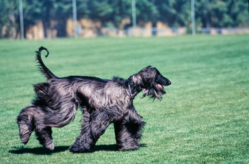 Black Afghan running through field with tongue out