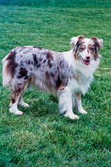 Pretty white and brown Australian Shepherd standing outside in yard in grass