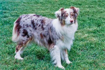 Beautiful Australian Shepherd standing in field outside