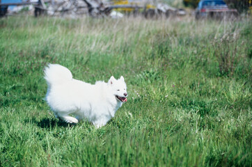 Samoyed frolicking in grass