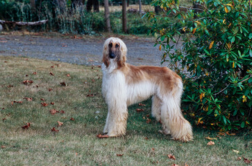 Afghan standing in front of bush