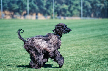 Black Afghan sprinting in field