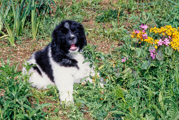 Newfoundland puppy sitting outside in fields with weeds and flowers