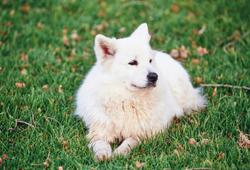 Samoyed laying in the grass