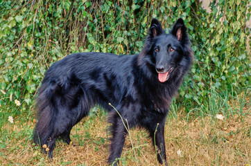 Black Belgian Shepherd outside standing in grass in front of bushes with mouth open and tongue out