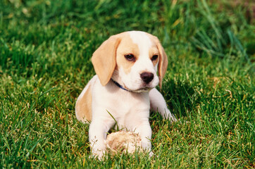 Beagle puppy laying in grass outside with toy between front paws