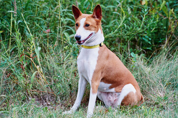 Basenji sitting in field outside with tall grass