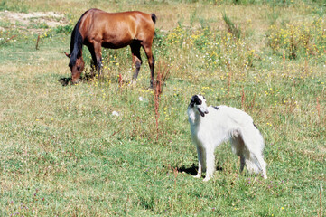 Naklejka na ściany i meble Borzoi in field with horse