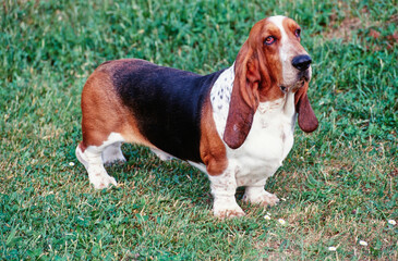 Basset Hound with droopy eyes standing in field of grass