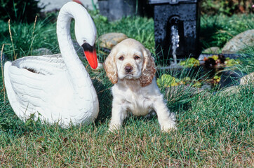 American Cocker Spaniel puppy sitting next to goose decoration in yard outside in front of fountain