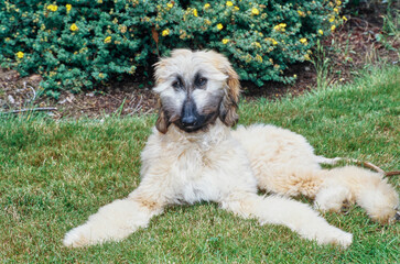 Afghan laying in front of bush looking at camera