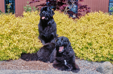 Two Newfoundlands sitting on gravel in front of bright yellow bushes