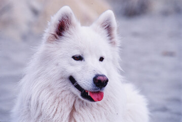 Obraz premium Close up of Samoyed in sand