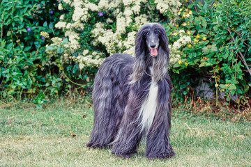 Afghan in garden looking at camera with mouth open