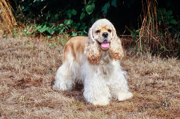 American Cocker Spaniel sitting outside near bushes in brown grass with tongue out