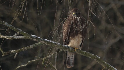 Common buzzard (Buteo buteo) sitting on a branch of tree in January