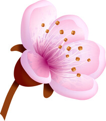 Sakura flower elemnt. Japanese realistic pink blossom