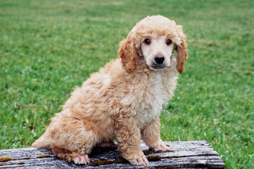 Mini Poodle puppy on plank