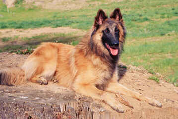 Belgian Shepherd sitting on large tree stump outside