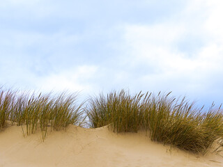 Marram grass on top of the sand dunes copy space