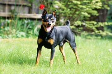 Mini Pinscher in green grass with trees behind