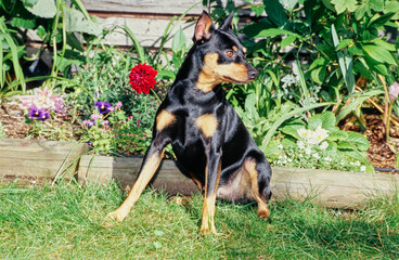 Mini Pinscher in the garden in front of flower bed