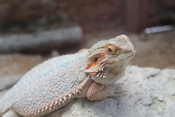 bearded dragon lizard