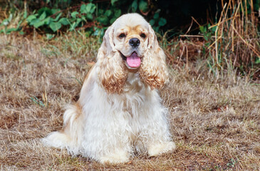American Cocker Spaniel sitting outside with tongue out in brown grass