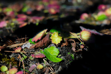 冬のユキノシタ