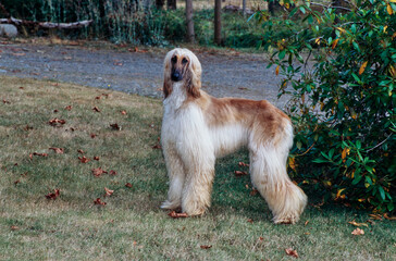 Afghan standing in field with bush behind
