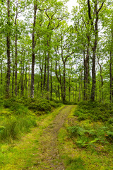Wonderful natural landscape at Strone Hill Forestry