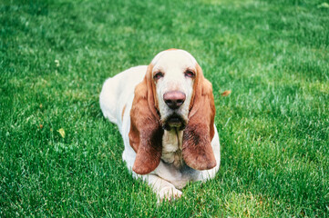 Basset Hound with droopy eyes laying down outside in grass - obrazy, fototapety, plakaty
