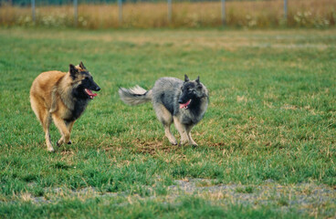 Two Belgian Shepherds playing and running in grassy field with chain link fence in soft focus in background