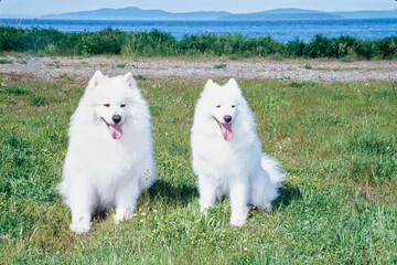 Samoyeds sitting in grass with mountains in distance