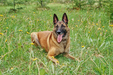 Belgian Shepherd laying down in field of yellow dandelion flowers with tongue out