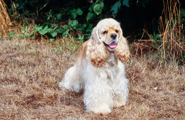 Smiling American Cocker Spaniel sitting outside near bushes in brown grass