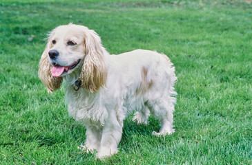 American Cocker Spaniel standing in grass outside