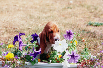 Basset Hound puppy outside sniffing flowers