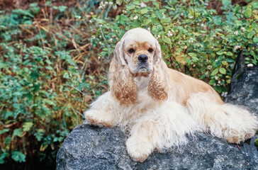 American Cocker Spaniel resting on rock outside