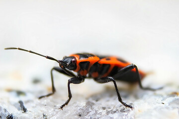 a close up of an insect