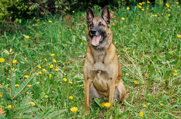 Belgian Shepherd sitting in field with yellow dandelion flowers