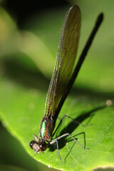 A Dragonfly macro