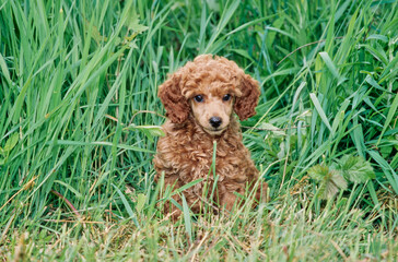 Mini Poodle puppy in tall grass