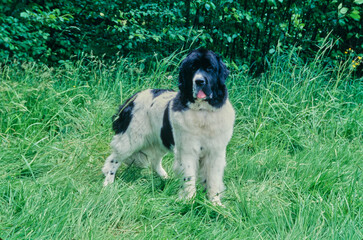 Black and white Newfoundland standing outside in long grass in field