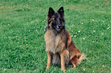 Belgian Shepherd sitting up in grassy field outside