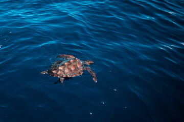 turtle swimming on the surface of the sea, sunny weather