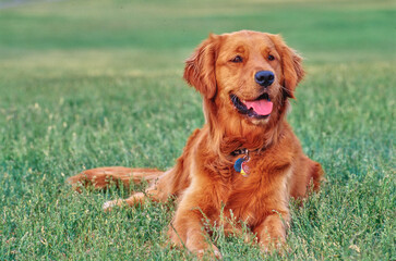 Golden retriever laying down outside in grass in field looking happy