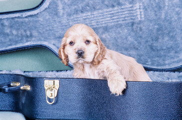 American Cocker Spaniel puppy sitting in guitar case with paw on edge
